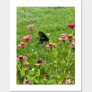 Butterfly on zinnia flower Posters and Art